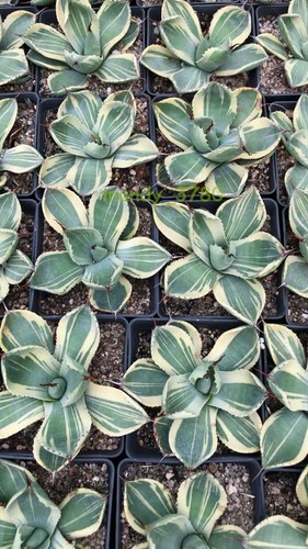 Rara pianta succulenta - , agave