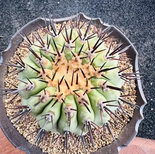 Rara pianta succulenta