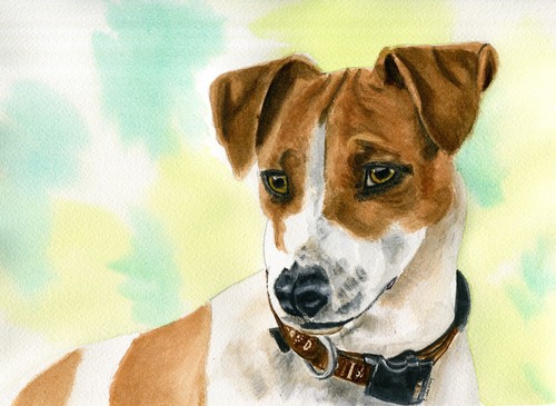Quadro acquerello cane jack - acquerello,