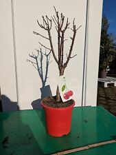 Prunus avium 80-100 cm