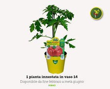 Pianta pomodoro innestato - pianta, di