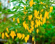 SEMI PEPERONCINO LEMON DROP