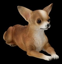 Cani Figura - Chihuahua
