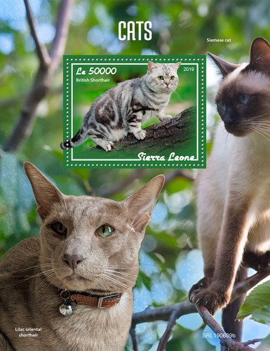 Francobolli gatti britannici - francobolli,