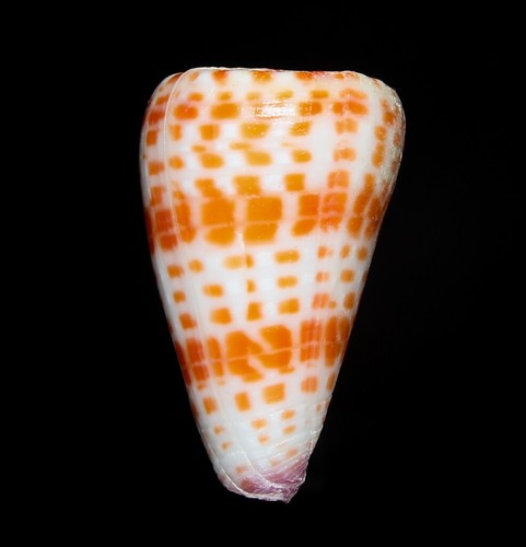 Conchiglia conus tessulatus - conchiglia,