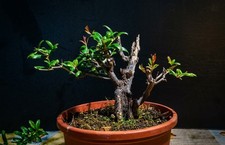 Pre bonsai melograno
