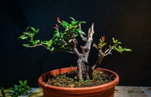 Pre bonsai melograno