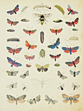 1851 ANTICA STAMPA NATURALE SU FARFALLE/METAMORFOSI/VARIE SPECIE. Wall Art.AETNA