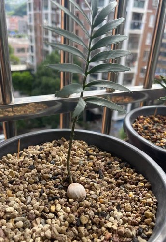 Raro encephalartos msinganus