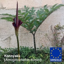 Bulbi medi konjac - 3,