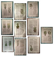 Stampe antiche ERBARIO MATTIOLI MATTHIOLI 10 STAMPE BOTANICA 1645 Antique prints