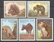 (178565) Scimmia, orso