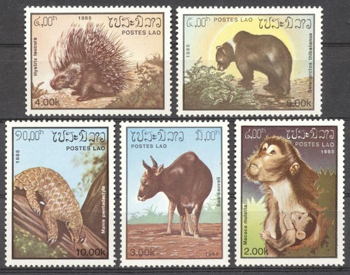 Scimmia orso - (178565), scimmia,
