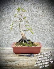 Acer palmatum "Orange Dream" -