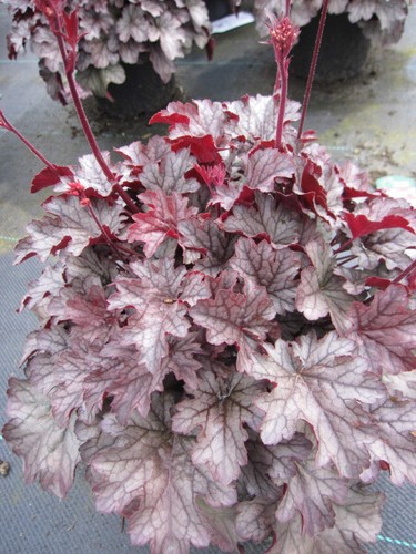 Heuchera cultorum milan - x,