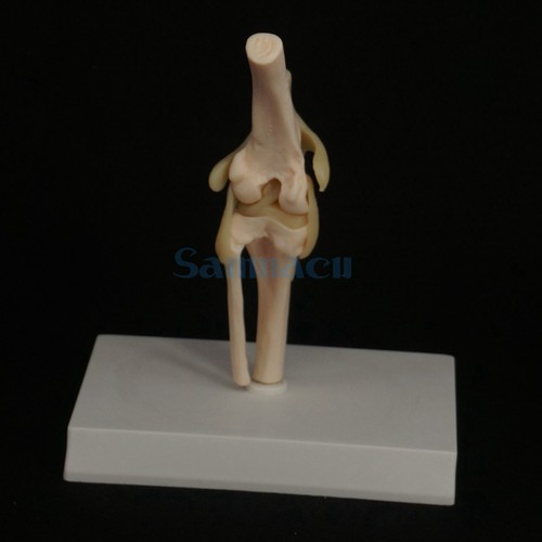 Ginocchio cane modello