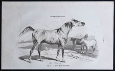 1882 - Stallone di Puro Sangue