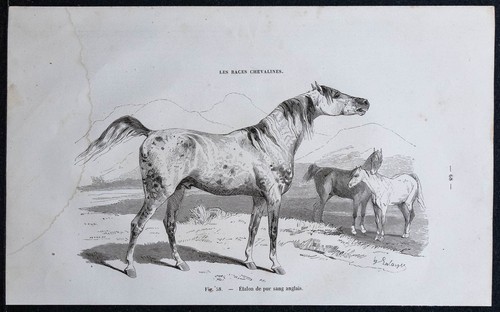 1882 stallone puro - 1882,