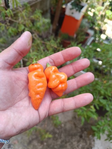 Semi habanada peperoncino - di, habanada,