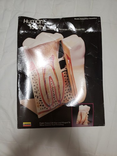 Kit plastica modello anatomia