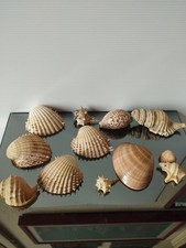 Lotto Conchiglie Vintage LEGGI