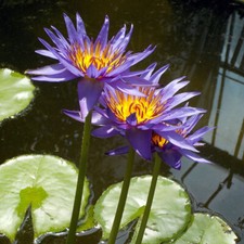 15 semi di Nymphaea WATER LILY