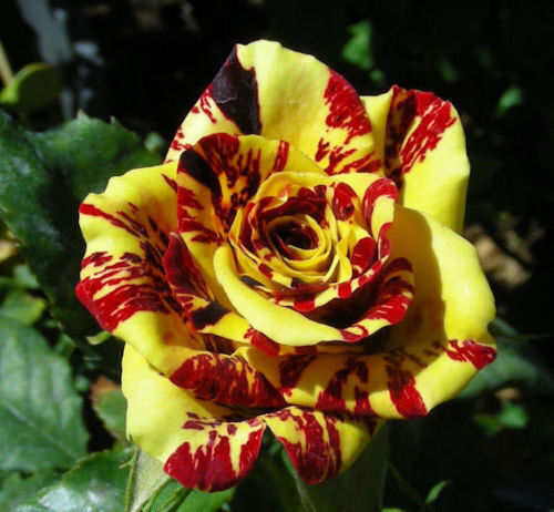 Rosa simsalabim rarissima - ,,