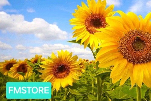 Girasole gigante sunflower - -,