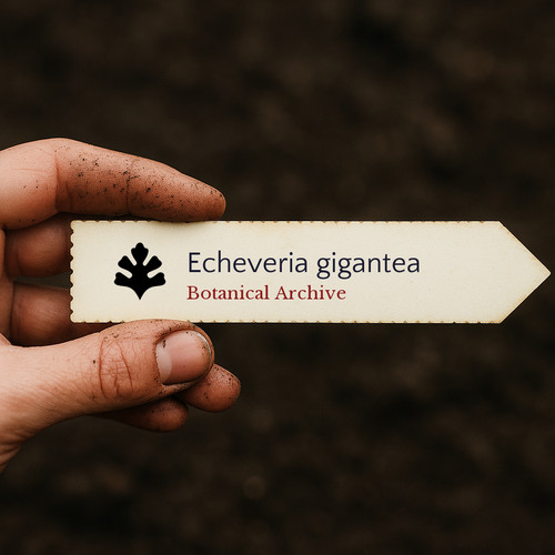 Echeveria gigantea seeds - seeds,