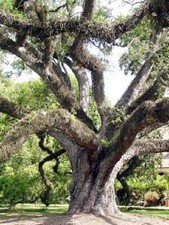 Quercus virginiana quercia
