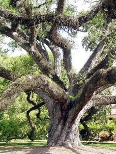 Quercus virginiana quercia