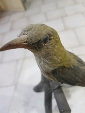 Tassidermia imbalsamato