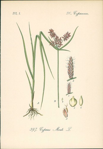 Chromolithographie montis - chromolithographie, :