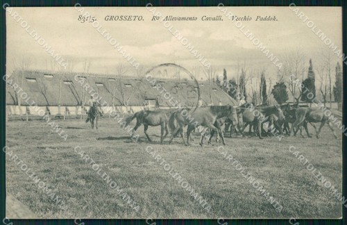 Militari cavalleria grosseto - militari,