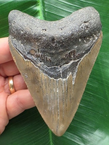 Dente grigio del megalodonte