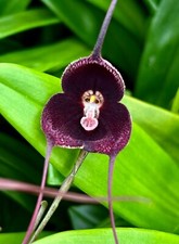 Dracula Species 'Black Red'