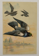 cg723 cartolina cpa  a rilievo coppia di uccelli