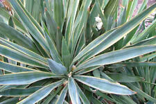 5 SEMI DI YUCCA TRICOLORE