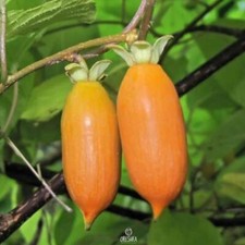 Actinidia polygama pcs - actinidia,