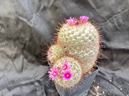 Mammillaria bombicina vivaio - bombicina, -vivaio