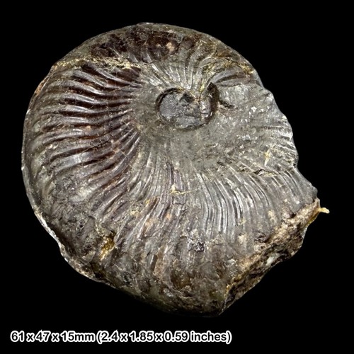 Pseudolioceras lythense - pseudolioceras,