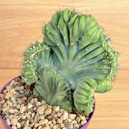 Cereus peruvianus coral f - peruvianus, v.