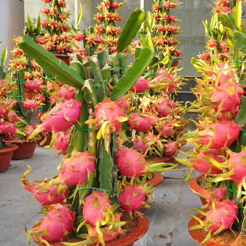 Pianta pitaya rossa - 1, di