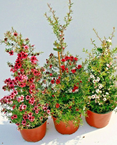 Manuka leptospermum spp - manuka,