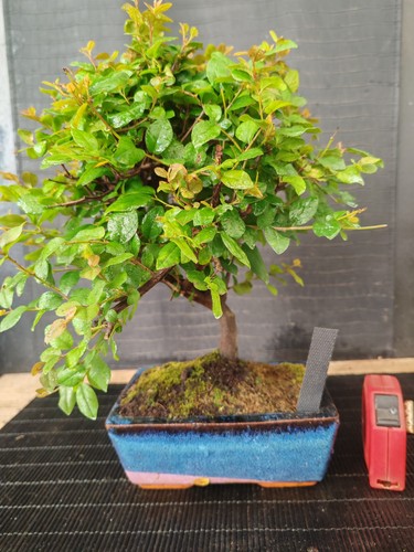 Bonsai ciliegio cinese - di, 31