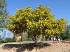 30 Semi Freschi Di  Acacia Retinodes Floribunda Mimosa  Seeds Raccolto 2024