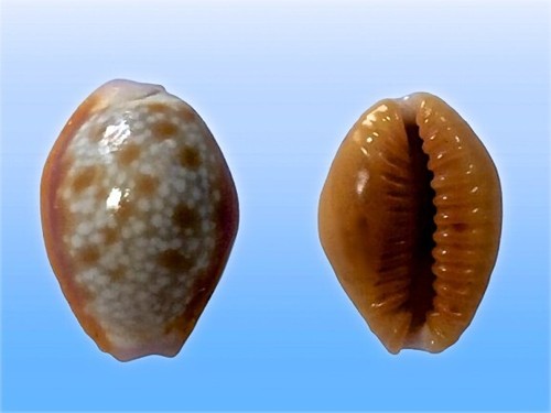 Cypraea helvola callista - , f