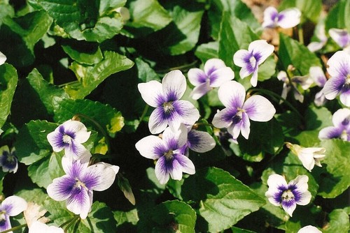 Viola pentecoste - di,