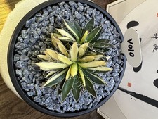 Pianta succulenta di cactus a