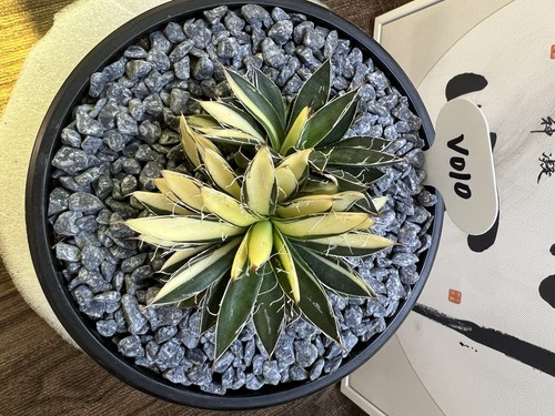 Pianta succulenta cactus - di, a